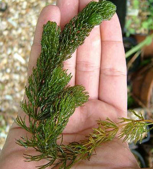 Submerged Plants