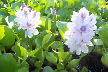 Aquatic Plants and Supplies