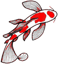 Sri Lankan Koi (Standard and Butterfly)