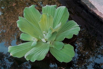 Plants