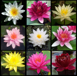 Water Lilies