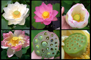 Lotus