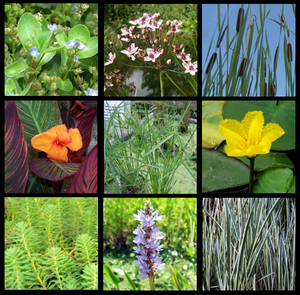 Marginal Plants