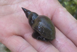 Snails
