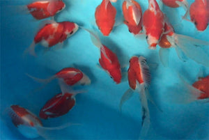 Japanese Tamasaba