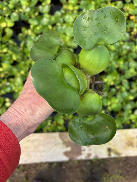 Water Hyacinth Compact (STRAWBERRY)