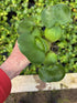 Water Hyacinth Compact (STRAWBERRY)
