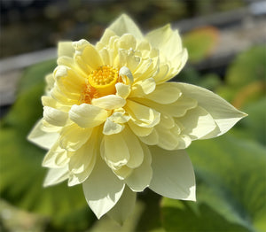 Lotus - Autum in Moling (yellow)