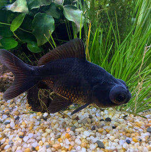 Black Moor Fantail Goldfish