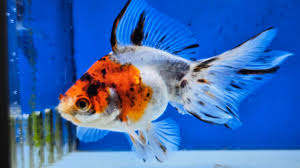 Calico Fantail Goldfish