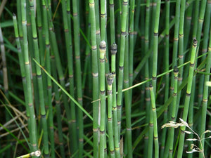 Horsetail