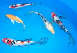 Butterfly Koi