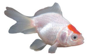 Red Cap Fantail Goldfish