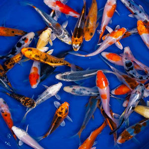 Standard Koi