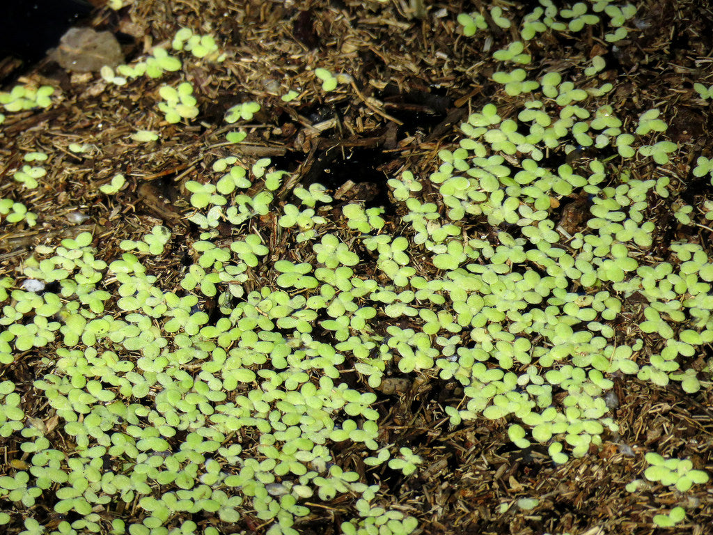Duckweed