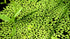 Duckweed