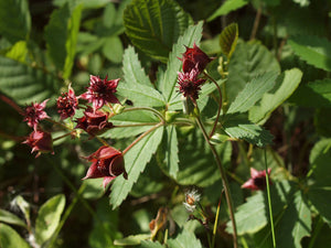 Bog Strawberry