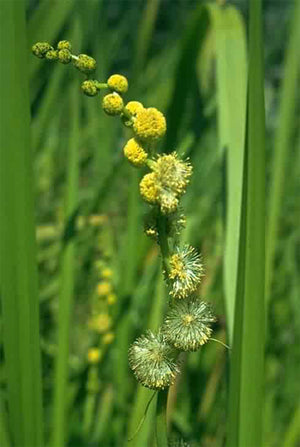 Burr Reed