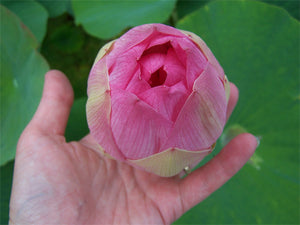Lotus - Charles Thomas