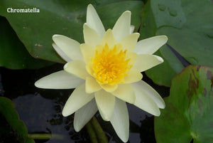 Yellow Hardy Water Lily