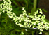 Duckweed