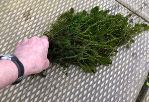 Elodea