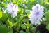 Water hyacinth