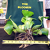 Water Hyacinth (STANDARD)