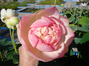 Lotus - Mrs. Perry D. Slocum