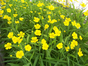 Spearwort
