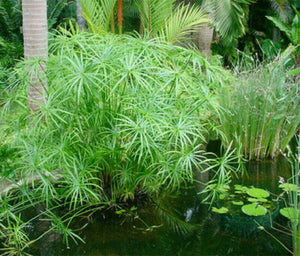 Umbrella Palm