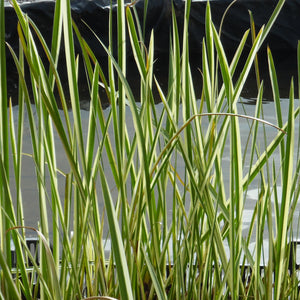 Variegated Sweet Flag